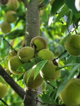 Young green peaches developing on fruit tree trunk close up Stock Photos
