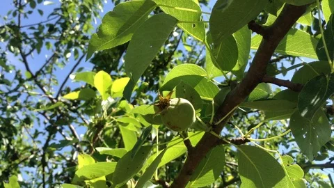 Young Green Pear Pyrus fruit on pear tree in summer And Blue sky Stock Footage 91497615
