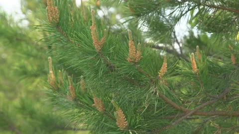 Young green pine branches are swaying in the wind. Close-up. Stock Footage 197008256