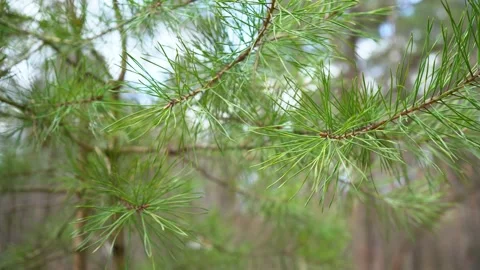 Young green pine close up Stock Footage 153309794