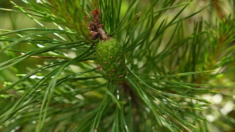 Young Green Pine Cone Close Up 스톡 동영상 337096910