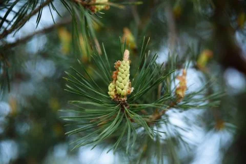 Young green pine cone Stock Photos
