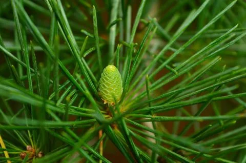 Young green pine cone with pine needles around it Stock Photos