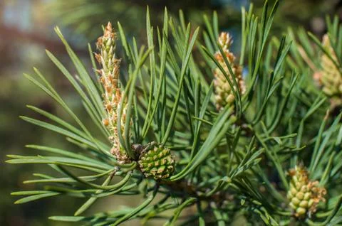 Young green pine cones and young shoots close-up Stock Photos