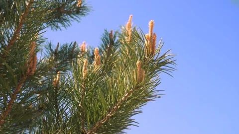 Young green pine cones on a pine tree Stock Footage 90243888