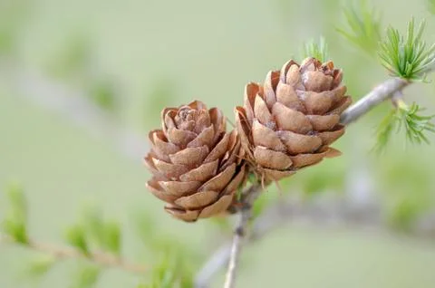 A young green pine cones of pine tree 스톡 사진