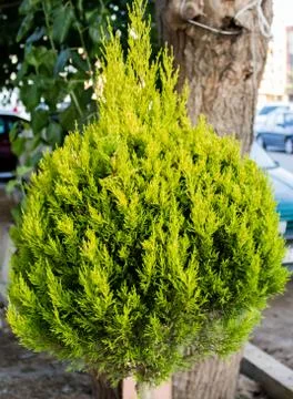 A young green pine tree Stock Photos