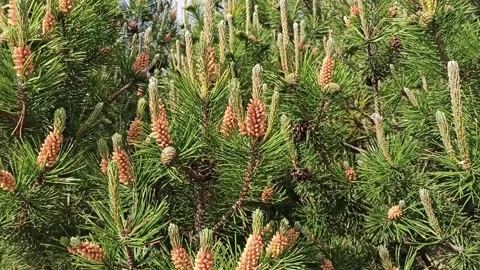 A young green pine tree sways in the wind. New twigs and cones Stock Footage 235939899
