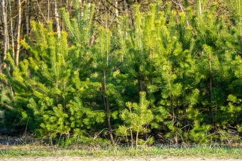 Young green pine trees growing at forest edge Stock Photos