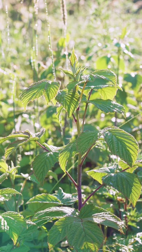 Young green plant reaching light in sunlit meadow with backlit dew and shifting  Stock Footage 341884651