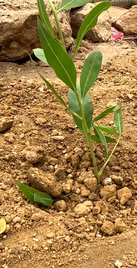 Young Green Plant Sapling Growing in Dry Rocky Soil Vertical 4K Stock Footage 342327670