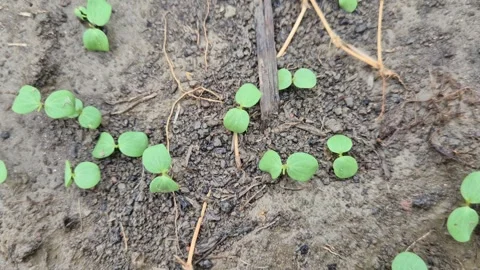 Young Green Plant Seedlings Sprouting From Wet Fertile Soil Top Down View Stock Footage 341952135