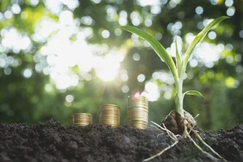 Young green plant with stack coin on ground for growing business financial co Stock Photos