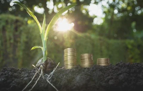 Young green plant with stack coin on ground for growing business financial co Stock Photos