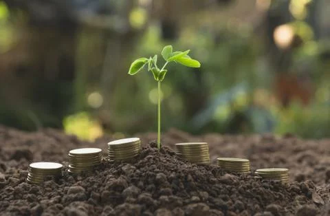 Young green plant with stack coin on ground for growing business financial co Stock Photos