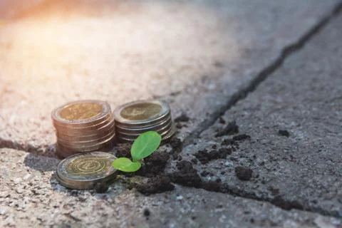 Young green plant with stack coin on ground for growing business financial co Foto stock
