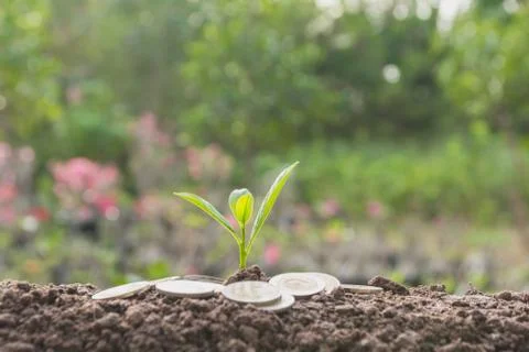 Young green plant with stack coin on ground for growing business financial co Foto stock