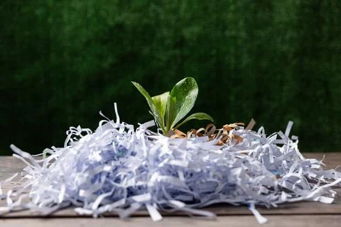 Young green plant in stack of scrap paper from paper cutter. Succulents in .. 스톡 사진