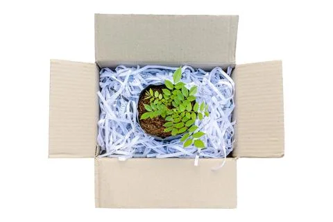 Young green plant with stack of scrap paper from paper cutter in brown card.. Stock Photos