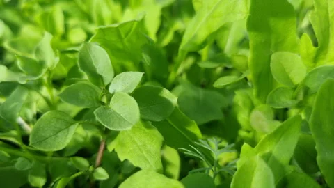 Young Green Plants Stock Footage 242320710