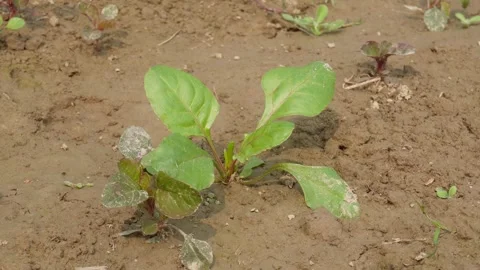 Young Green Plants Sprouting 스톡 동영상 332539638