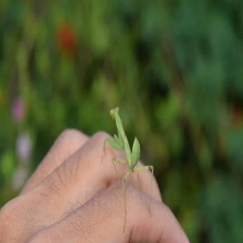 Young green praying mantis on the hand Stock Footage 69540000