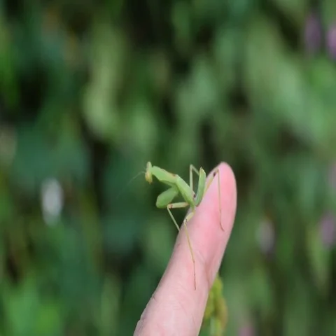 Young green praying mantis on the hand Stock Footage 69540252