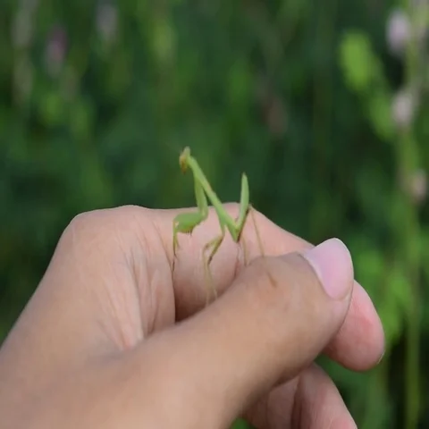 Young green praying mantis on the hand Stock Footage 69540417