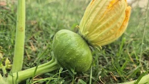 Young Green Pumpkin Bud With Yellow Flower On Field Close Up 스톡 동영상 338043033