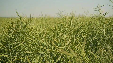 Young green rapeseed in spring close-up. plantation of rapeseed in spring. Stock Footage 208858598
