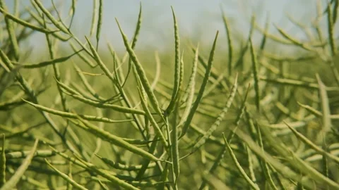 Young green rapeseed in spring close-up. Bushes of young rapeseed in the field Stock Footage 208858635