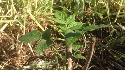 Young Green Raspberry Rubus idaeus Rosaceae bush in spring Crimea Stock Footage 90513070