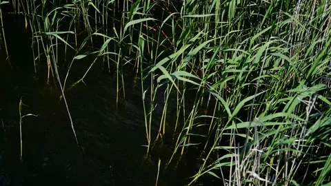 Young green reed grows out of the water Vídeos de archivo 211162856