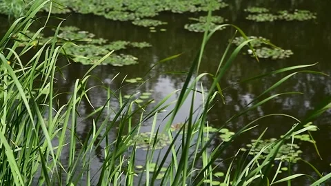 Young green reed grows out of the water 動画素材 221350391