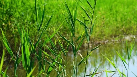 Young green reed grows out of the water Stock Footage 328225577