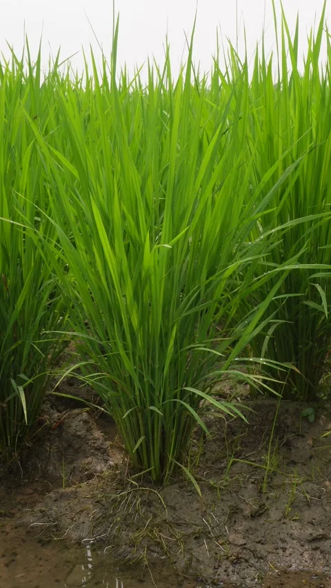 Young Green Rice Plants Vidéo 332596545