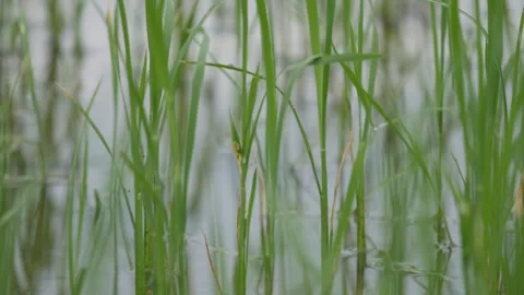 Young green rice seedlings growing in a flooded field with calm water and fresh Stock Footage 343708145