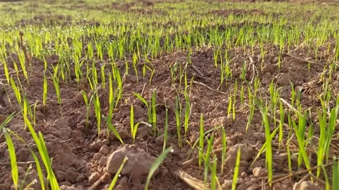 Young green rice seedlings sprouting in a paddy field during morning sunrise. Stock-Footage 336651521