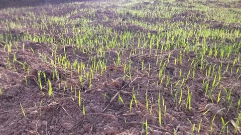 Young green rice seedlings sprouting in a paddy field during morning sunrise. 動画素材 336651524