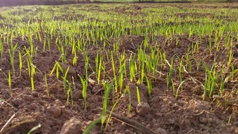 Young green rice seedlings sprouting in a paddy field during morning sunrise. 動画素材 336651525
