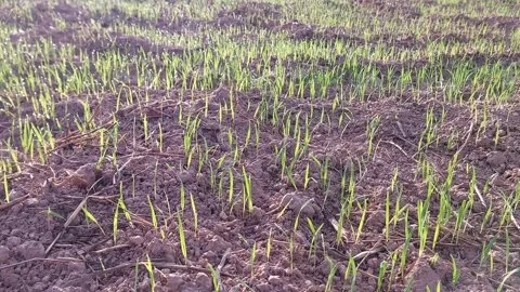Young green rice seedlings sprouting in a paddy field during morning sunrise. 動画素材 336651531