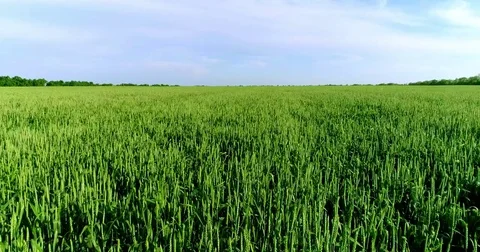Young green rye under blue sky Stock Footage 76788183