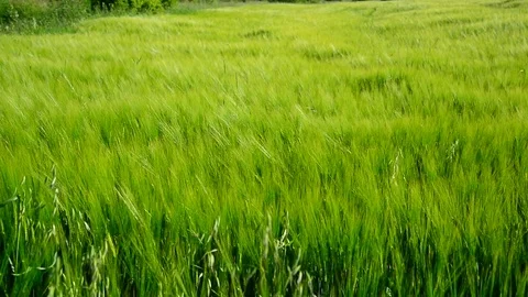 Young green rye in wind Stock Footage