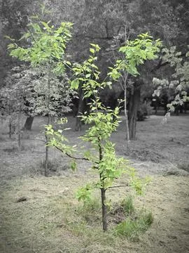 Young green sapling color splash Stock Photos