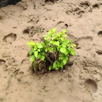Young green sapling growing amidst animal tracks on sandy ground climate change Stock Photos