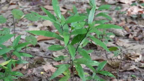 Young green sapling growing on forest floor Vídeo Stock 329388978