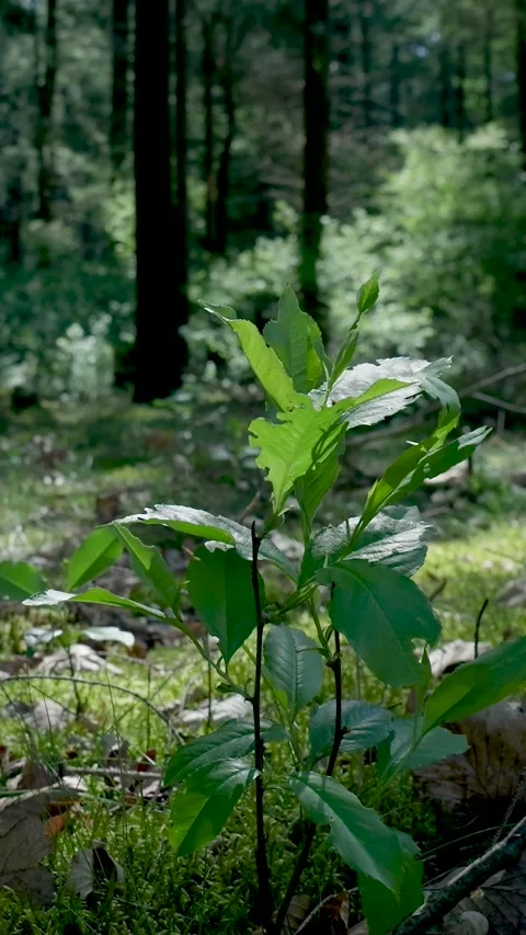 Young Green Sapling Growing In Sunny Forest Vídeos de archivo 335476690