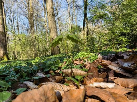 Young green sapling grows amidst brown fallen autumn leaves inside a sunny Stock Photos