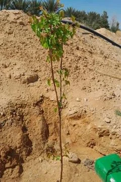A young green sapling planted in a sandy desert environment, Stock Photos