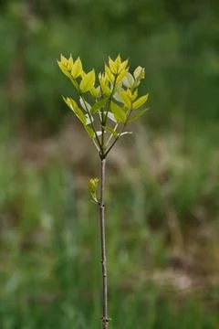 Young green sapling tree growing in a natural park with environment, woodland Stock Photos